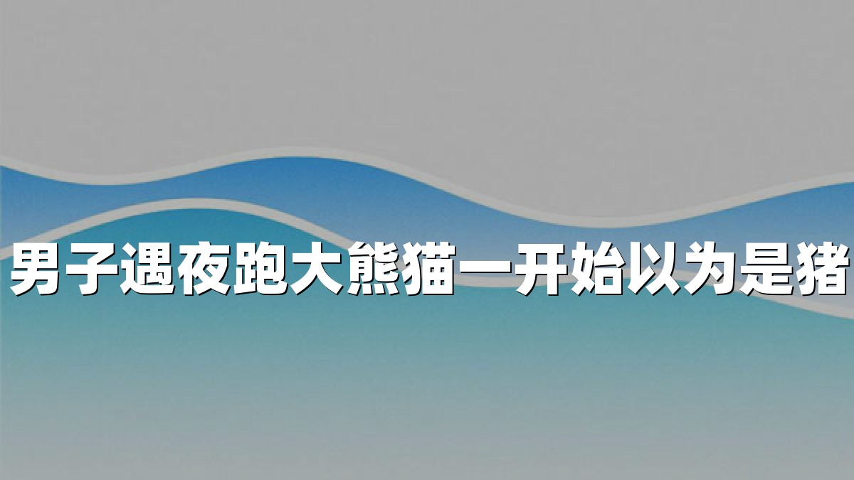 男子遇夜跑大熊猫一开始以为是猪
