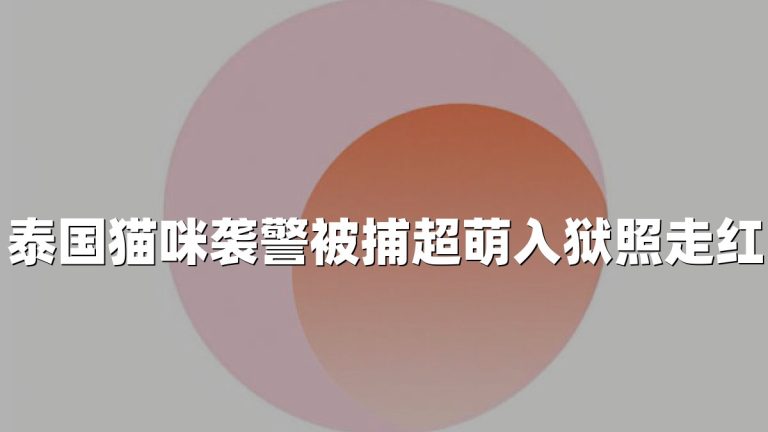 泰国猫咪袭警被捕超萌入狱照走红